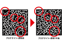 「骨質」
プロテタイト摂取前⇒後