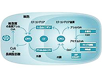 Carnipure®のメカニズム