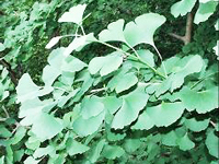 銀杏葉は高さ30メートルにも達する落葉高木。