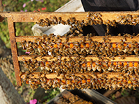 ミツバチの飼育管理・健康管理の徹底