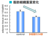 多穀麹®50Mは、脂肪蓄積を抑制。