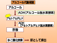 アルコールの代謝経路