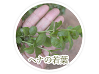 天然ヘナ葉100％だけを使用した植物性カラートリートメント