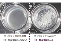 Pylopass™のH. ピロリ除去メカニズム　