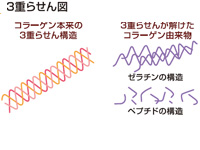 コラーゲン本来の3重らせん構造図（左）