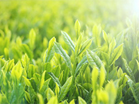 「緑茶」の力。特許製法により抽出高濃度の緑茶葉エキスを使用。