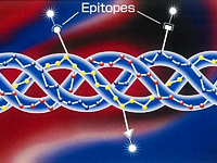 非変性II 型コラーゲンのトリプルヘリックス構造とエピトープ