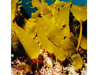 日本海沿岸に生育する海藻で、豊富な食経験を持つ安心安全な素材です
