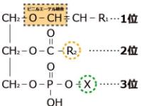 鶏由来のプラズマローゲンは、アラキドン酸添