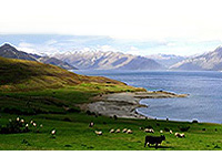NZは世界一の酪農王国といわれている。