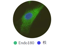 線維芽細胞　コラーゲンレセプター「Endo180」　