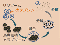 ケラチノサイト内の図（カテプシンは、タンパク質分解酵素）