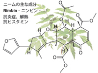 ニームは、インドでは「村の薬局」とも呼ばれています。