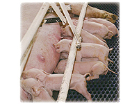 日本SPF豚協会認定農場にて厳しく管理されたSPF豚