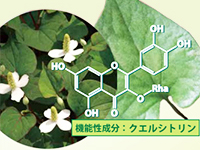 有効成分クエルシトリンを含有するドクダミ抽