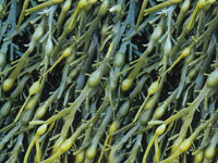 ID-alG™（アイディーアルグ）は褐藻類抽出物です。