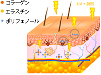 コルシカのポリフェノール。皮膚におけるポリフェノールの役割