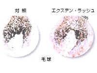 細胞増殖を刺激しまつげの成長を早めます　［Ex vivo試験］