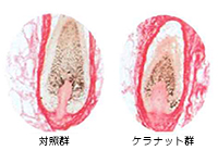 Ex vivo試験（コラーゲンの厚み）ケラナットは厚みを高める