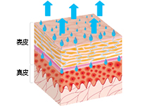 セラミドが不足している肌