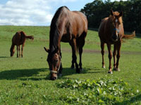 放牧農法で健康的に育った馬だけを使用