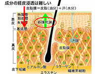 細胞増殖促進による新陳代謝向上。体の内側から新陳代謝促進。