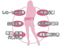 ピセアタンノールはサーチュィン（SIRT1)を活性化します。