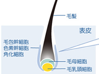 毛母細胞が活性化することで発毛が促進するとされています。