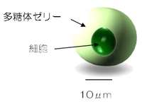 ヒアルロン酸Naよりも高い水分量を示し高い保湿効果が期待されます。