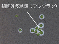 プレグランはバリアのように作り出す、ゼリー状の物質のことです。