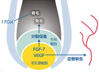 毛乳頭細胞から分泌するFGF-7が毛母細胞に作用し毛母細胞増殖を促進
