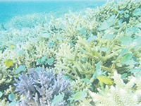 紫外線を受ける熱帯サンゴ礁海域などの浅所に生育します。