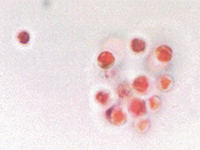 ポルフィリディウムエキスは、微細藻類（紅藻類）の熱水抽出物。