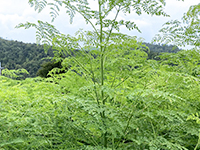 すくすく育つモリンガの木
100％滋賀県産の国産原料で安心安全