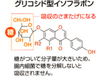 グルコシ型は、分子量が大きく体内に吸収されにくい。