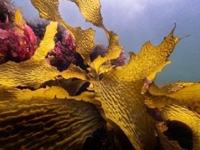 有機認定された海藻エキス、有害な化学的残留