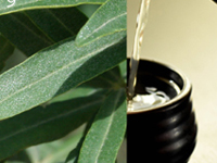 サジー葉は抗酸化作用が高く、香り良き健康茶として親しまれています