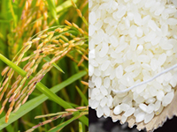 白米を原料に酵素分解により抽出された高タンパク質原料です