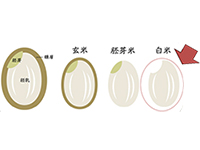 原料は、玄米ではなく「白米」です。匂いがきつくない素材です。