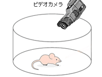 マウスにカルノシンを投与しオープンフィールド試験で学習機能を評価