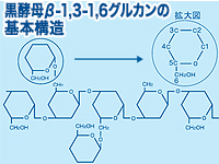 β-グルカンは、グルコースがたくさんつながった多糖類の一種