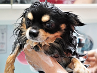 ペットのお肌にも優しい素材を提供