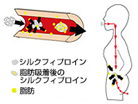 シルクフィブロインの作用