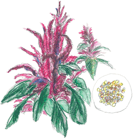 アマランサス　Amaranthus　の原料、素材